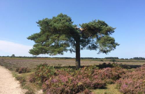 Brockenhurst Apartments - Foto 31