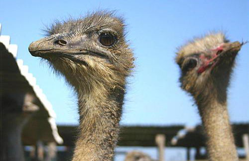 B&B Corte degli Struzzi - Foto 26