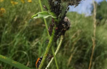 Ferienwohnung Lampertstal in Alendorf, Toskana der Eifel - Foto 42