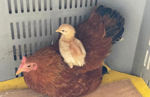 Hofgut Bergchalet Mirabell - Natururlaub am Bodensee - Foto 40