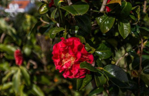 Atlantico Apartments - Photo 49