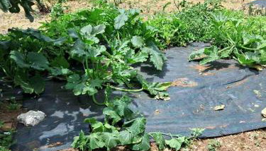 Traditional house with fresh vegetables garden - Foto 3