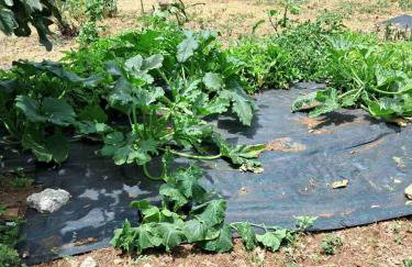 Traditional house with fresh vegetables garden - Foto 3