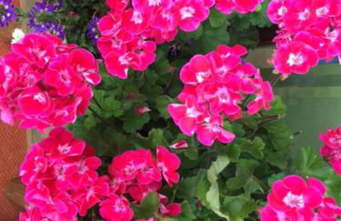 Haus Seidl - Foto 50