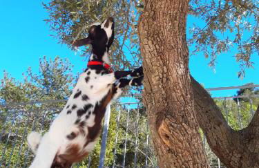Agriturismo Monte Acuto - natura, mare & relax in piscina - Foto 20