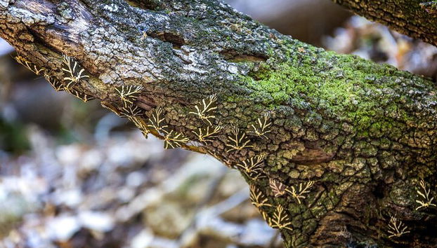Tour dei villaggi di Rodi occidentali e della Valle delle farfalle - Foto 2