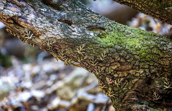 Tour dei villaggi di Rodi occidentali e della Valle delle farfalle - Foto 2
