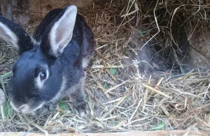 Ferienwohnung Brunow "In der Natur Zuhause" - Foto 27