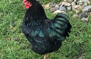 Peacock Barn - Photo 34