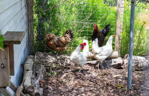 The Chick-Inn - Foto 60