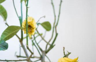 Haus Wiesenstein - Foto 55