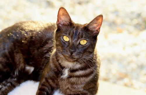 Etoile arc-en-ciel - Foto 51