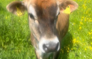 Hewletts Mill - Foto 35