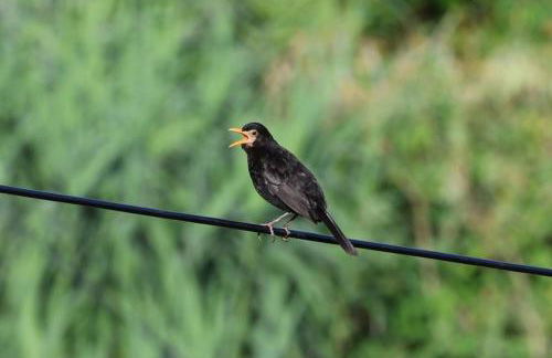 sea view with cozy home - Foto 13