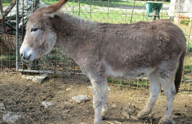 Il Daino Bianco Country Hotel - Foto 52