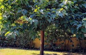 Cherry House: Giardino Privato & Relax vicino Pisa - Photo 19