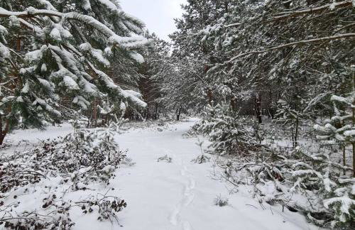 Domek pod Lasem - Foto 13