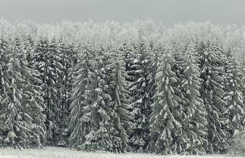 Cherry trees in blossom - Foto 38