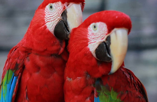 Visita guiada por Ecopark - Foto 8