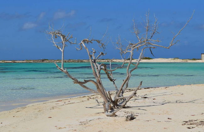 South Aruba Guided Tour - Foto 6