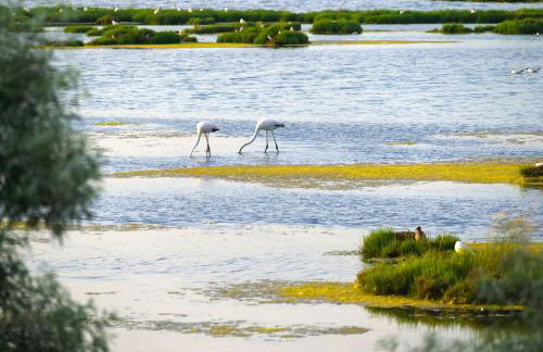 Stella di Mare - Cà Savio - Foto 61