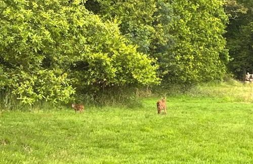les Palmiers - Foto 20