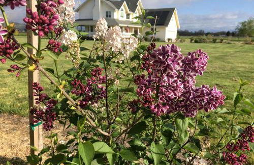 Luxury Chic Farm Cottage in Wine Country, California - Foto 32