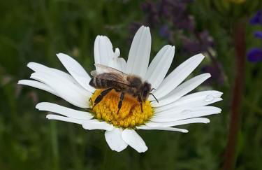 Appartamenti Il Cerbiatto - Photo 36