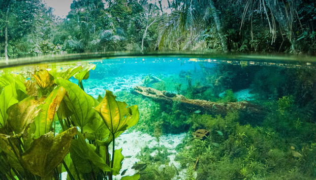 Les eaux cristallines de la rivière Bonito