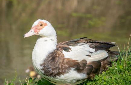 Experience the Peace & Quiet in the North York Moors at Rawcliffe House Farm - Foto 20