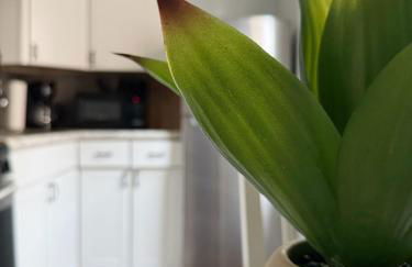 Chandler Studio Apartments - Foto 51