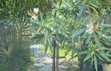 VillaLuigia - Oasi le Palme - Photo 6