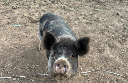 Hele Bay Cottage - Foto 48