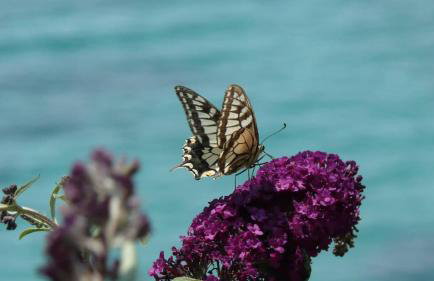 Magnolia Apartment - Foto 14