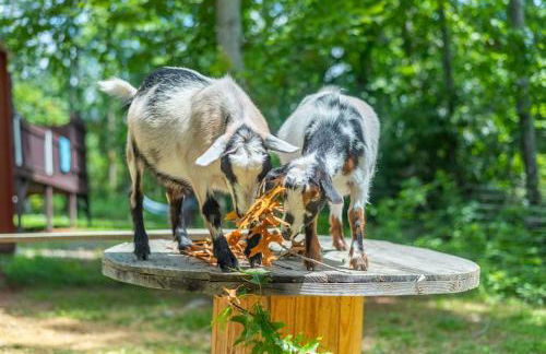 Funtastic Retreat! PS5, View, Goats, Hot Tub, Karaoke - Foto 45