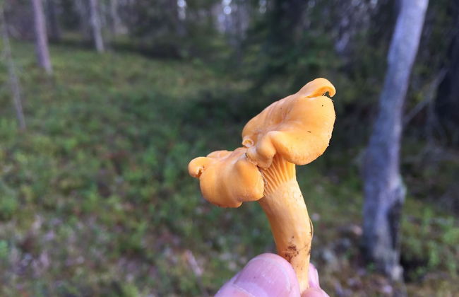 Villa Happy Fox - Photo 30