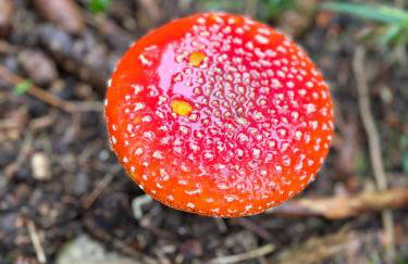 Erzgebirgsglück Jöhstadt EG - Foto 23