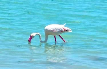 SPANISH SUN - 500 m from the beach - Foto 38