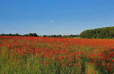 Schäferwagen im Leipziger Neuseenland - Foto 10