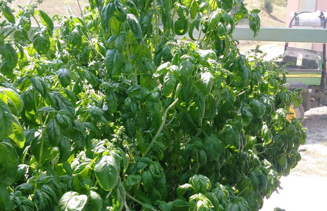 Locanda Colle Cerqueto - Photo 26