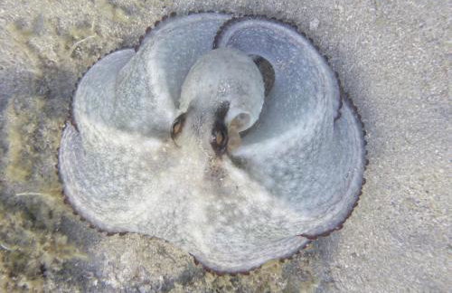 Villa-Agave , by the sea in Porto-Rafti outside Athens - Foto 36