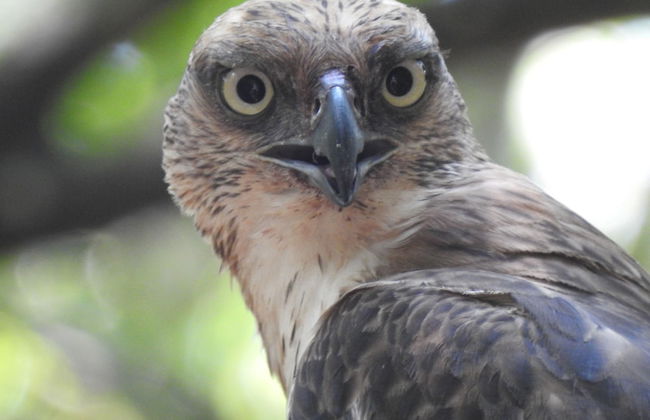 wilpattu Tree House - Foto 14