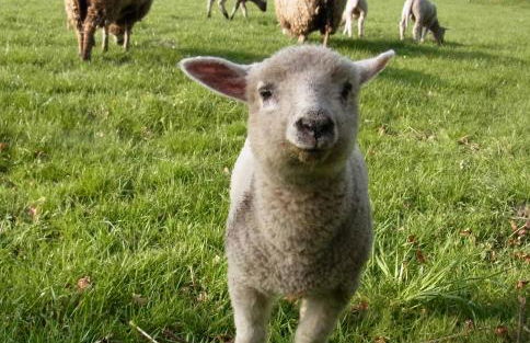 Blockhütte 35 km nördlich von Hamburg - Foto 42