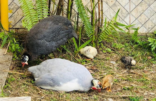 Hotel Bosques do Massaguaçu - Foto 60