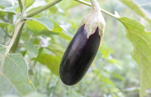 The Red Bougainvillea Apartments - Foto 71