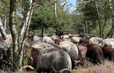 Ferienwohnung am Pietzmoor - Photo 26