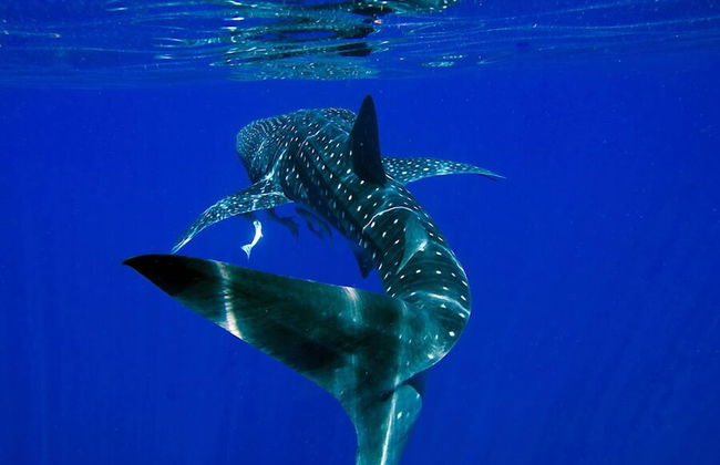 Apartments at Blue Seas Resort - Photo 19