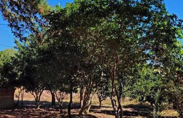 Casa da Vó Hospedagem Afetiva - Foto 48