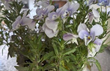 Stay Thyme, 2 BRS apt, 5mins Nafplio, 10 mins beach - Foto 24