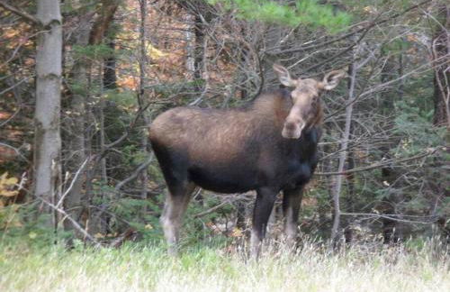 Private Cabin on 1.7 acres w/ Fireplace White Mtns - Photo 17